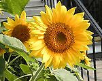 sunflowergirl308