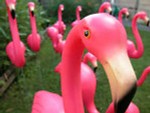 pink-flamingos