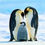 penguins_mall