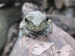 green_sticki_frog