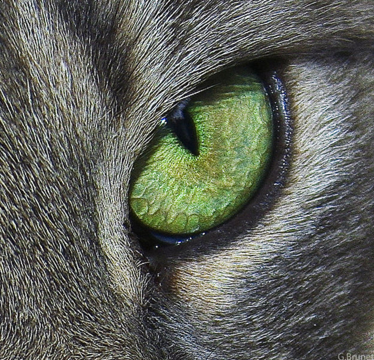 Сделать глаза кошке. Кошачий глаз. Необычные глаза животных. Зрачок кошки. Кошачий глаз кот.