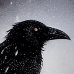 winter_crow