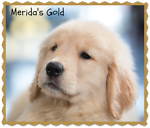 meridasgold_7