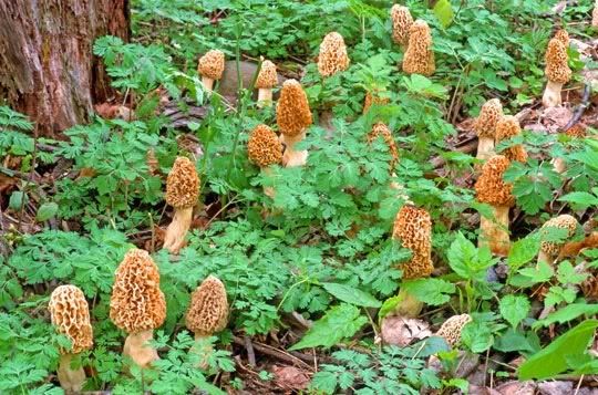 morels photo:  morel.jpg