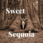 sweetsequoia
