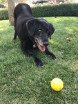 rescuepetsarebest