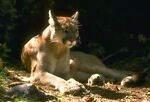 cali4nian_mtn_lion