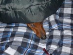 dachshundaddict