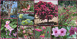 australianbackyardnatives