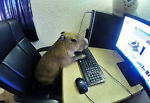 thesolecapybara